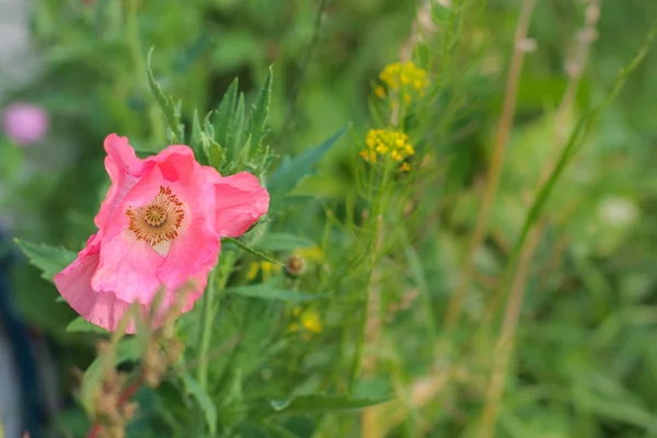 Primer plano de una hermosa amapola rosa sobre un fondo bokeh hierba verde. Primavera, concepto de verano. Tarjeta con el espacio de copia —  Fotos de Stock