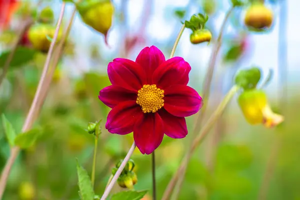Удивительно красивый фон боке с ярко-фиолетовыми цветами далии. Красочный цветочный сад — стоковое фото