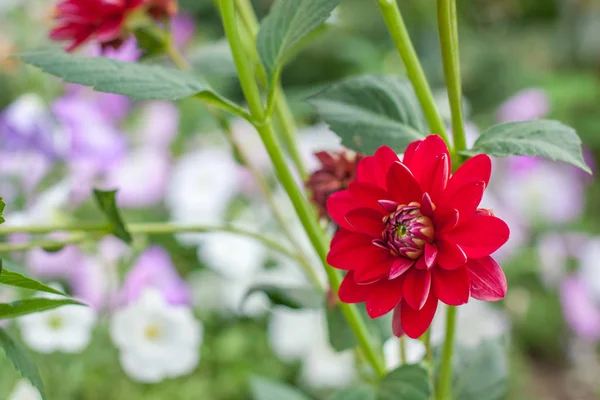 Красный цветущий цветок далии в летнем саду — стоковое фото