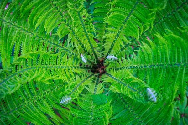 Měkké zaostření nebo srdce čerstvé fern Bushe s mladými kudrnaté listy. Přírodní pozadí. Letní zelený les. Rostliny vzorek. Pohled shora — Stock fotografie