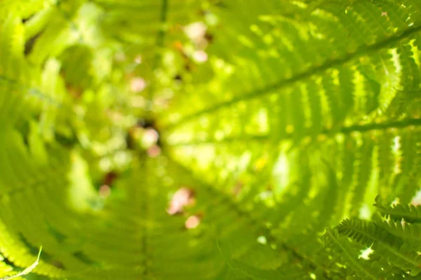 Centrum nebo srdce čerstvé fern Bushe. Přírodní pozadí. Letní zelený les. Rostliny vzorek. Rozmazaný, selektivní orientuje. Pohled shora, kopie prostor — Stock fotografie