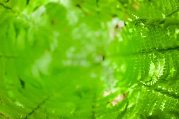 Centrum nebo srdce čerstvé fern Bushe. Přírodní pozadí. Letní zelený les. Rostliny vzorek. Rozmazané kopie prostor. Pohled shora — Stock fotografie