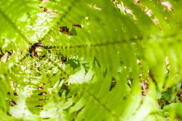 Centro o corazón de arbusto de helecho fresco con la cabeza rizada joven. Fondo de la naturaleza. Bosque verde de verano. Patrón de plantas. Borde borroso, enfoque suave. Vista superior —  Fotos de Stock