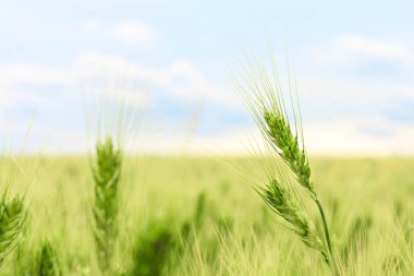taze genç yeşil buğday alan, seçici odak, bir yatay bir ihale kulak veya spike closeup