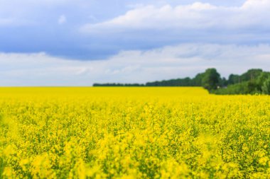 Güzel alan tecavüz. Birçok çiçek yakın çekim, bir güzel bulanıklık, bokeh, seçici odak ile sarı.