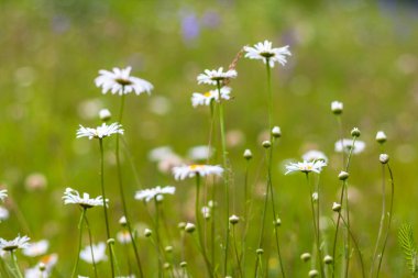 Yabani papatya çiçekleri yeşil çim, soyut çiçek doğal ekoloji arka plan
