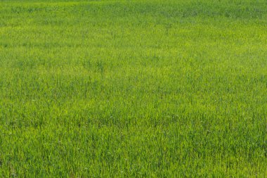 Doğal yeşil çim arka plan doku. Tasarım öğesi.
