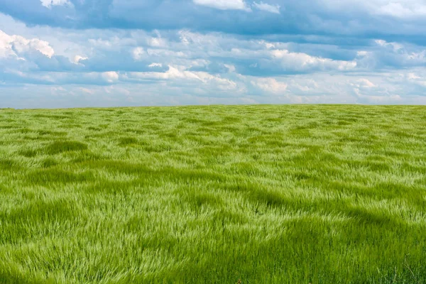 Grama verde natural com as ondas de vento. Ondas de vento rolando através de campos de grama longa de trigo sob o céu azul — Fotografia de Stock