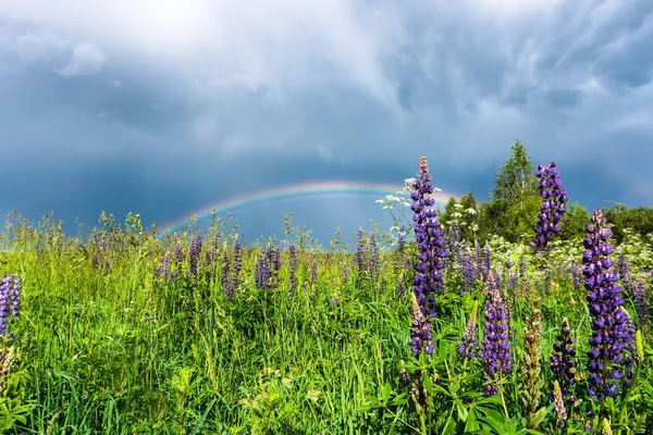 Arco iris doble en el cielo azul nublado sobre prado verde y un bosque iluminado por el sol en el campo —  Fotos de Stock