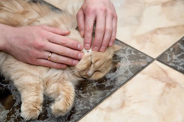 Ajută la curățarea căpușelor de la pisică Imagine de stoc