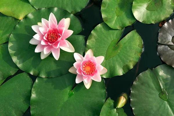 Pink water lily flowers with green leafs — Stock Photo, Image