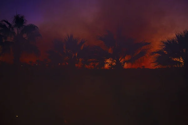 Fumar depois de um incêndio em um fundo de palmeiras e pôr do sol — Fotografia de Stock
