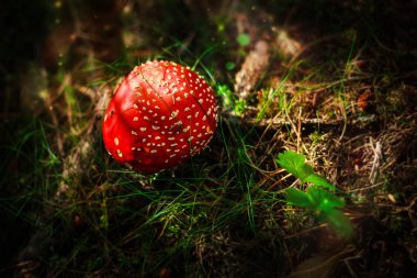 Zehirli kırmızı şapkalı mantar
