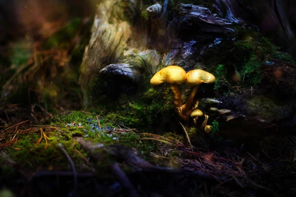 Setas venenosas de cuento de hadas en el bosque — Foto de Stock