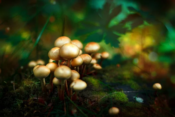 Ядовитые сказочные грибы в лесу — стоковое фото