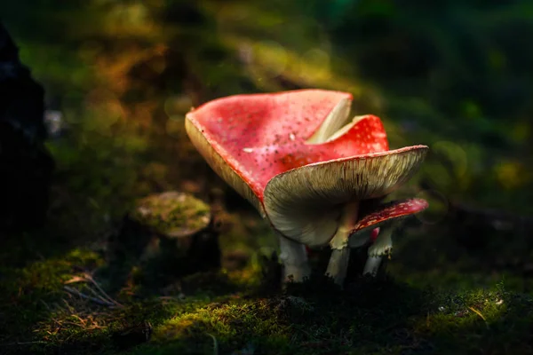 Poisonous red capped mushroom — Stock Photo, Image