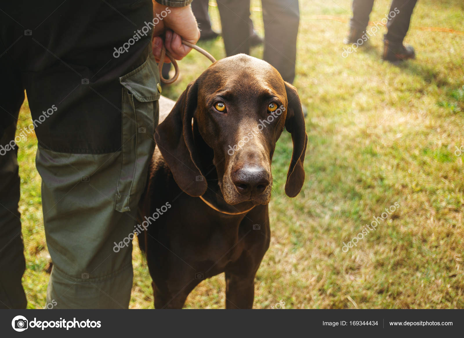 Owner Holding His Dog Brown Hunting German Shorthaired Pointer