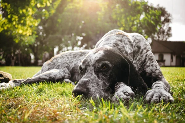 Brown dog lying alone on grass waiting for owner, hunting gun dog — Stock Photo, Image