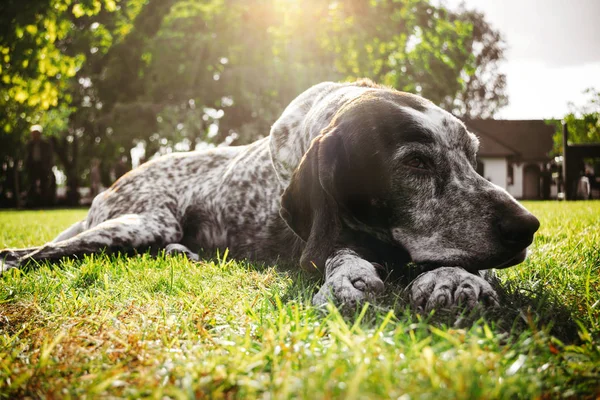 brown dog lying alone on grass waiting for owner, hunting gun dog