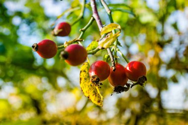 Sonbahar manzara, kırmızı gül