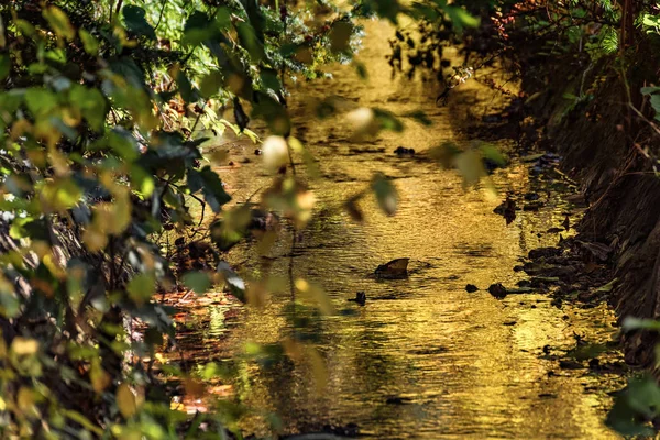Őszi táj, kúszó patak — Stock Fotó