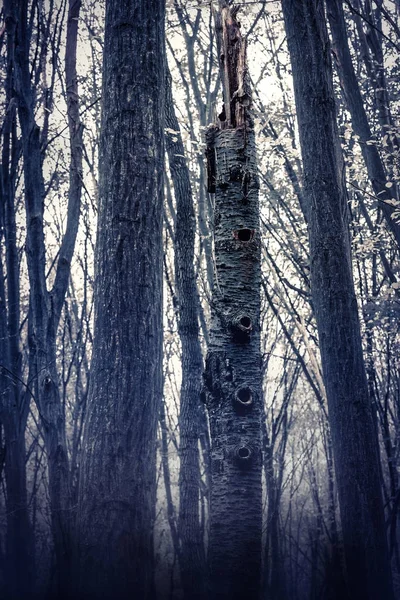 Bosque pequeño, oscuro, brumoso —  Fotos de Stock