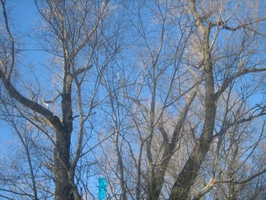 Kış. Mavi gökyüzüne karşı, ağaçların dalları güneşte donla parıldıyor..