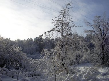 Kış ormanı Ağaçların dallarında çok kar var, karın ağırlığı altındaki dallar dibe doğru eğiliyor. Buz. - Soğuk. Kimse..