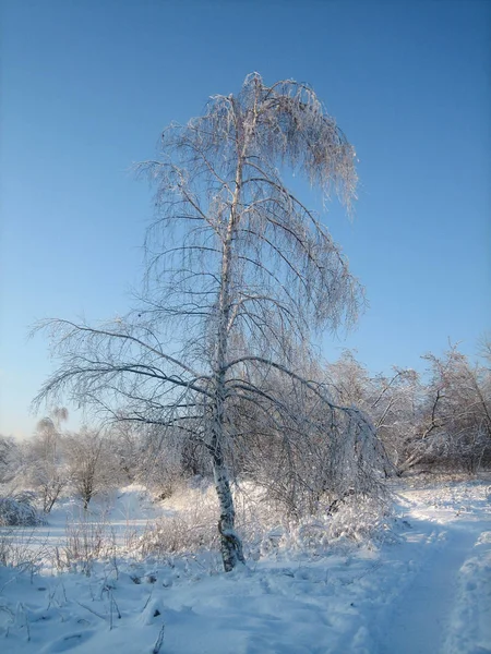 Im Winterwald sind die Bäume mit Schnee bedeckt. Die Äste der Bäume biegen sich unter der Last des Schnees bis auf den Grund. Ein ausgetretener Waldweg schlängelt sich durch die Bäume. — Stockfoto