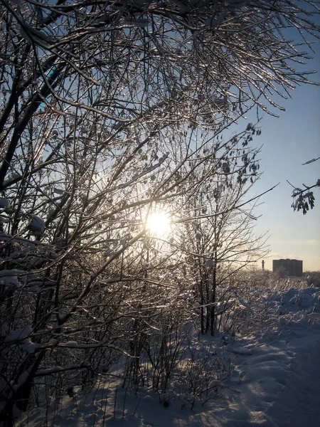 En hiver, le parc de la ville, les arbres et les arbustes sont enterrés dans la neige au coucher du soleil par une journée claire et glacée. Les branches des arbres se courbent sous le poids de la neige. Du givre. Hiver . — Photo