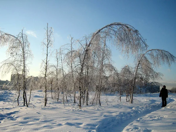 En hiver, le parc de la ville, les arbres et les arbustes sont enterrés dans la neige au coucher du soleil par une journée claire et glacée. Les branches des arbres se courbent sous le poids de la neige. Du givre. Hiver . — Photo