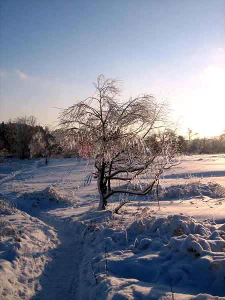 En hiver, le parc de la ville, les arbres et les arbustes sont enterrés dans la neige au coucher du soleil par une journée claire et glacée. Les branches des arbres se courbent sous le poids de la neige. Du givre. Hiver . — Photo