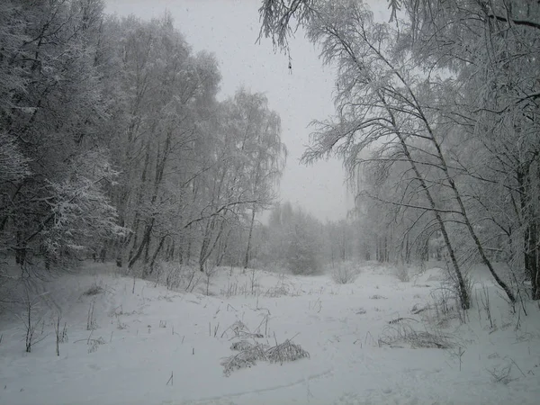Zimní les. Na větvích stromů leží spousta sněhu, větve pod tíhou sněhu se ohýbají až na dno. Froste. Zima. Nikdo. — Stock fotografie