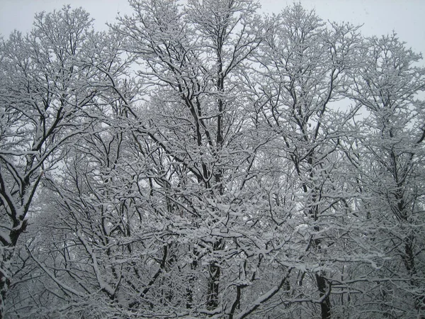 Bosque de invierno. Mucha nieve yace en las ramas de los árboles, ramas bajo el peso de la nieve se doblan hasta el fondo. Escarcha. Frío. Nadie. . — Foto de Stock