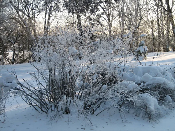 Χειμερινό δάσος. Πολύ χιόνι βρίσκεται στα κλαδιά των δέντρων, κλαδιά κάτω από το βάρος του χιονιού λυγίζουν προς τα κάτω. Φροστ. Κρύο. Κανένας. — Φωτογραφία Αρχείου