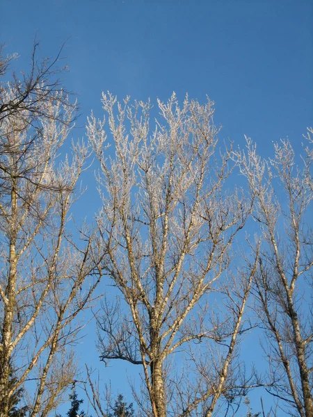 Χειμώνας. Στον γαλάζιο ουρανό, τα κλαδιά των δέντρων λάμπουν από τον παγετό στον ήλιο.. — Φωτογραφία Αρχείου