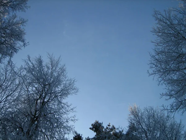 Κλαδιά χειμωνιάτικων δέντρων στον γαλάζιο ουρανό. Ούτε ένα σύννεφο στον καθαρό ουρανό. Χειμώνας. Κρύο. — Φωτογραφία Αρχείου