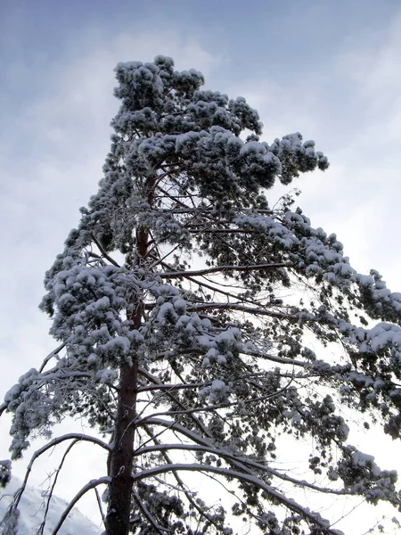 A lone tall pine tree in winter on a clear day. Its spreading evergreen branches are covered with snow.