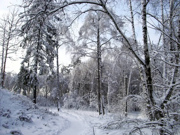 Dans la forêt d'hiver, les arbres sont couverts de neige. Les branches des arbres se courbent sous le poids de la neige jusqu'au fond. Un sentier forestier bien foulé serpente à travers les arbres . — Photo