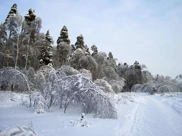 Na floresta de inverno, as árvores estão cobertas de neve. Os ramos das árvores dobram-se sob o peso da neve para o fundo. Um caminho florestal bem trilhado atravessa as árvores . — Fotografia de Stock
