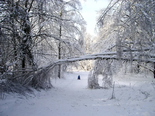Dans la forêt d'hiver, les arbres sont couverts de neige. Les branches des arbres se courbent sous le poids de la neige jusqu'au fond. Il est bon de descendre la colline en hiver . — Photo