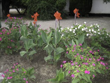Yeşil yapraklara karşı kırmızı güller.