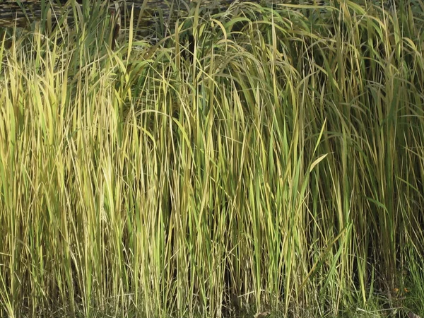 Thickets of dry yellow-brown straw. — 스톡 사진