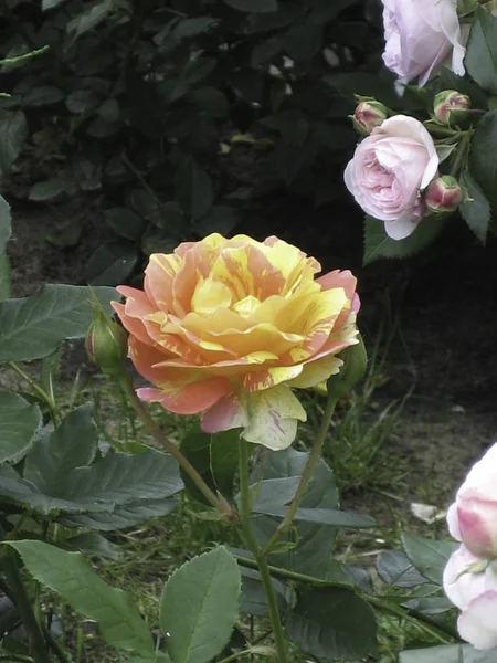 Uma delicada rosa escarlate contra um fundo de folhagem escura . — Fotografia de Stock