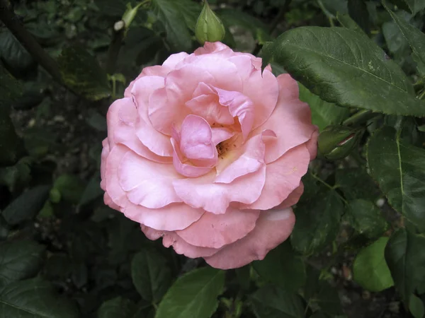 A delicate scarlet rose against a background of dark foliage. — Stock Photo, Image