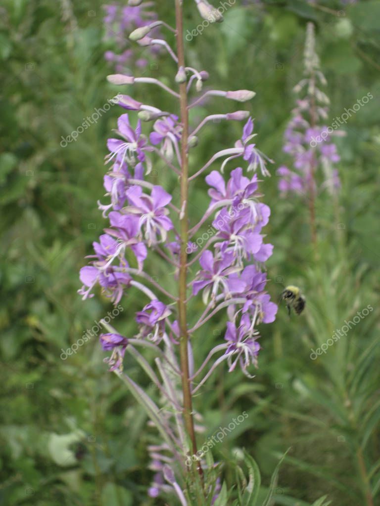 SerZorin