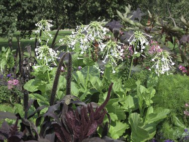 Bahçedeki dağınık çiçek yataklarında çeşitli türde mütevazı ve göze çarpmayan çiçekler..