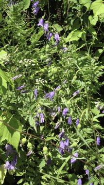 Bahçedeki dağınık çiçek yataklarında çeşitli türde mütevazı ve göze çarpmayan çiçekler..