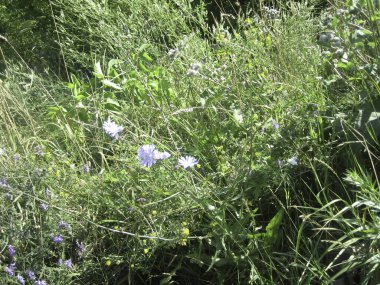 Bahçedeki dağınık çiçek yataklarında çeşitli türde mütevazı ve göze çarpmayan çiçekler..