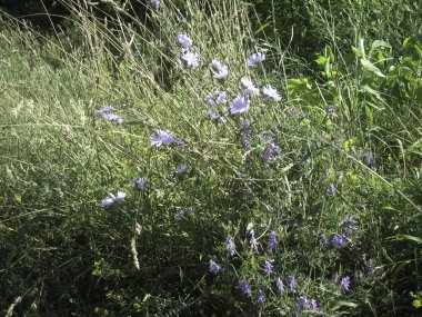Bahçedeki dağınık çiçek yataklarında çeşitli türde mütevazı ve göze çarpmayan çiçekler..
